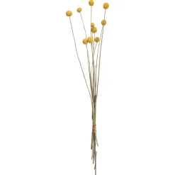 Clearance Craspedia Gedroogd Naturel Kunstplanten & Kunstbloemen